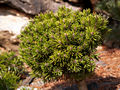 Pinus mugo Absolut IMG_4950 (VALENTA) Sosna kosodrzewina